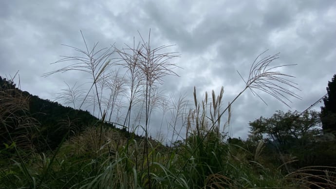 曇り空の里山です😊静かです…