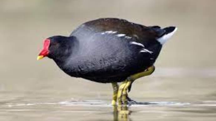 リハビリ兼ねて、鳥撮り散歩(^^♪