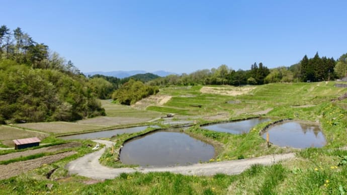 よこね田んぼ