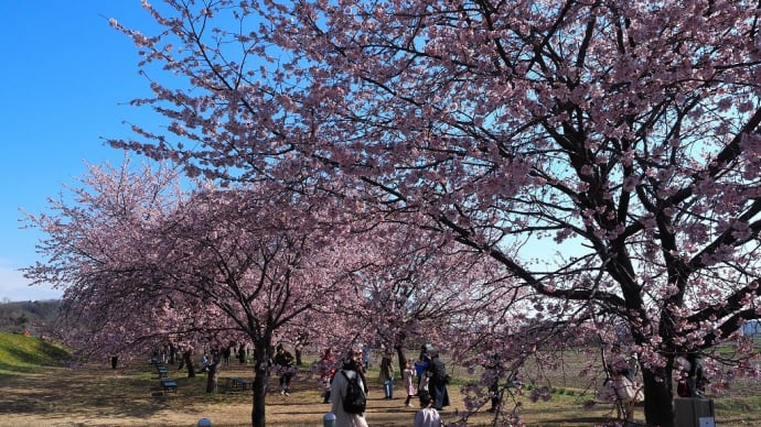 坂戸市の安行寒桜（2024.3.20）