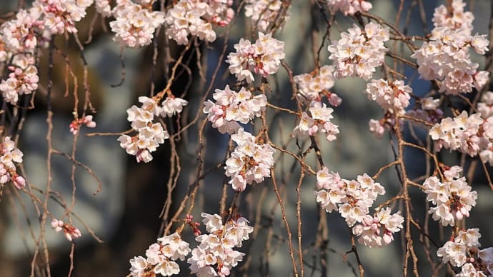 ★あがたの森公園の枝垂れ桜③🌸 2025