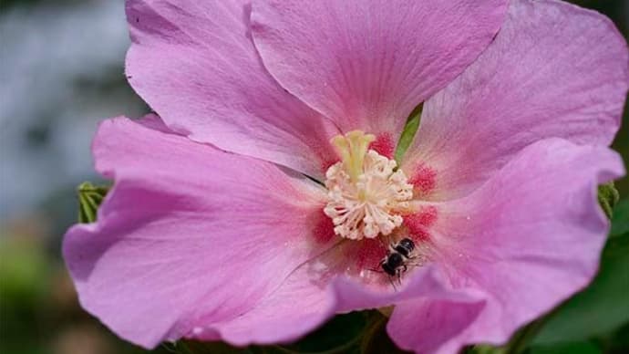 13日、十二坊蓮臺寺、船岡山、大徳寺への散歩で夏日だより