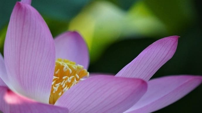 八幡宮の蓮