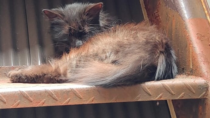 クマちゃん家猫になる(5)