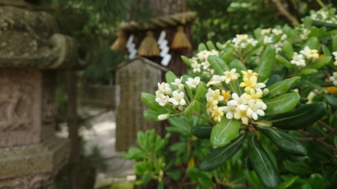 小松の安宅住吉神社にトベラの花を撮りに行ってみた