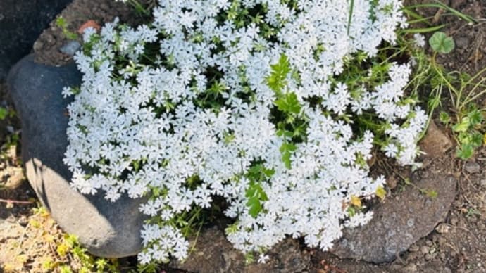 我が家の春🌸