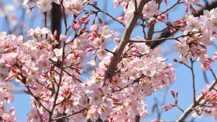 上野のさくらは　まだつぼみ　もうひとつの　桜色を求めて