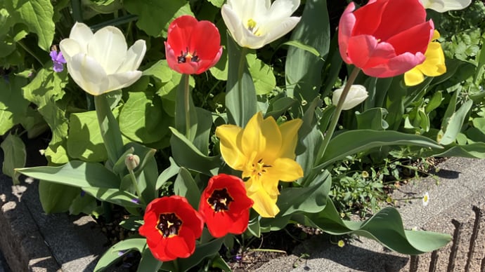 チューリップと紫花菜・母とお花見に