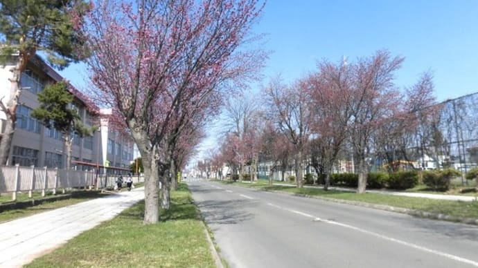 旭川　通学路沿いの桜並木は三分咲き　2023　