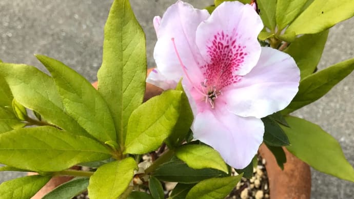 挿木したツツジが開花した