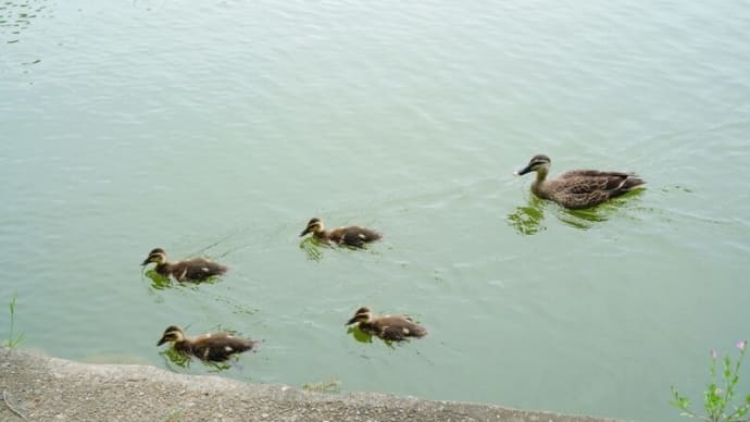 今年もカルガモのヒナが生まれました!(板橋区立見次公園 2025.5.18撮影)