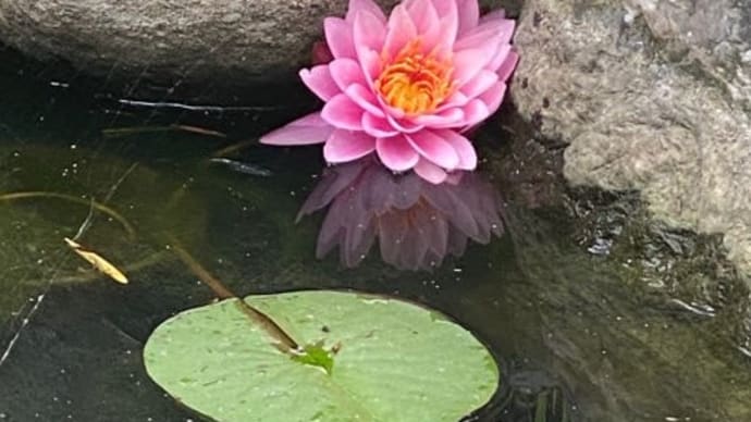ミニ睡蓮