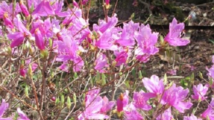 楽書き雑記「植物の名前の由来」