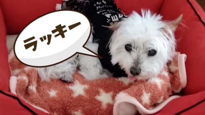 狂犬病予防接種
