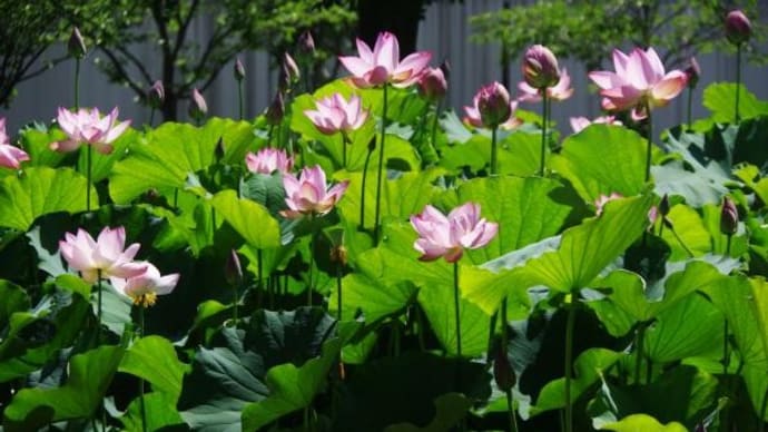 2024年 6月24日(月)の「足立区立堀之内公園」(1)