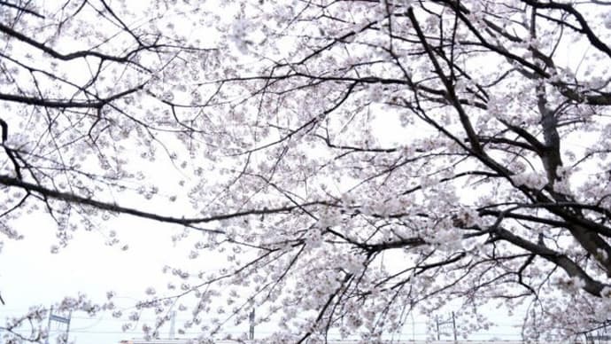 雨の桜並木と東武スペーシア