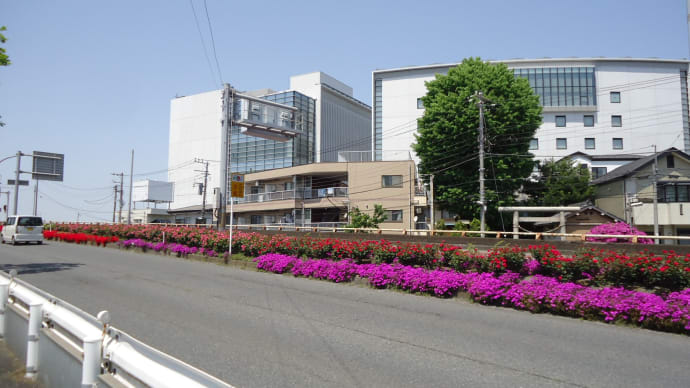 京葉道路、市川橋、中央分離帯の花壇