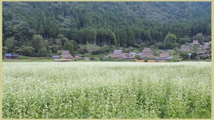 京都・美山の里(そば花畑①)