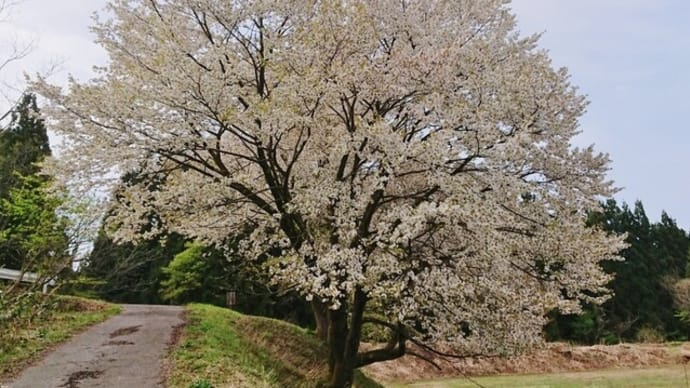 映画ロケ地「山桜」の花だより《2022年》その2