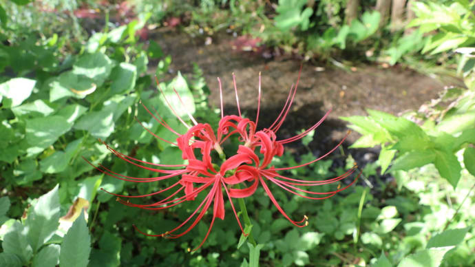 残暑著しい砧公園