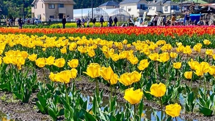 羽村、福生のチューリップが満開(その1)