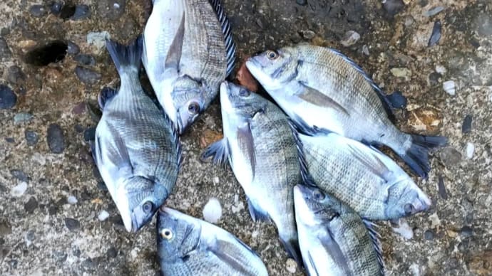 10/2は久々のホーム、南防波堤で7枚釣る(スミマセンまた釣りました)