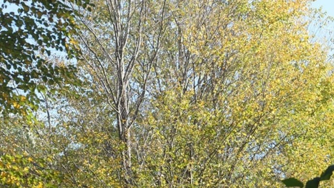 公園の紅葉&川原の風景