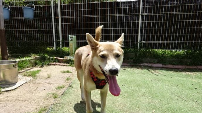 大朗報 茶々が家犬になった