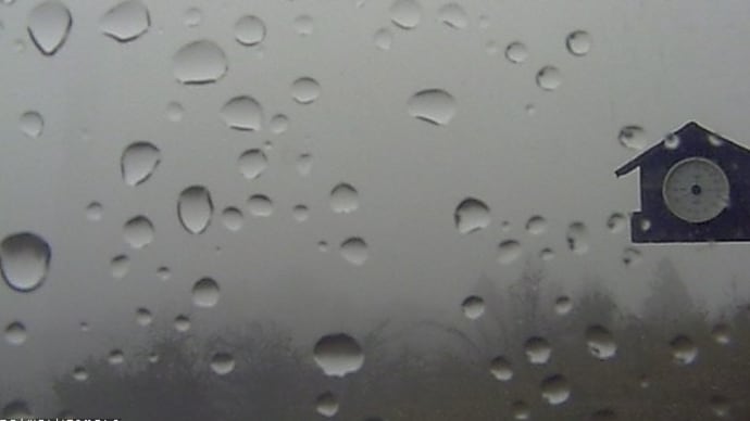 今朝も雨