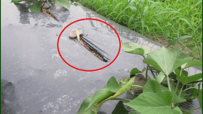 本日確認すると、枯れてしまった苗の代わりに植え替えたサツマイモの切り苗が根付いた様で・・・