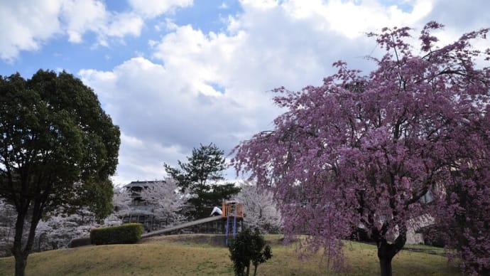 猿橋公園の桜～大月市②
