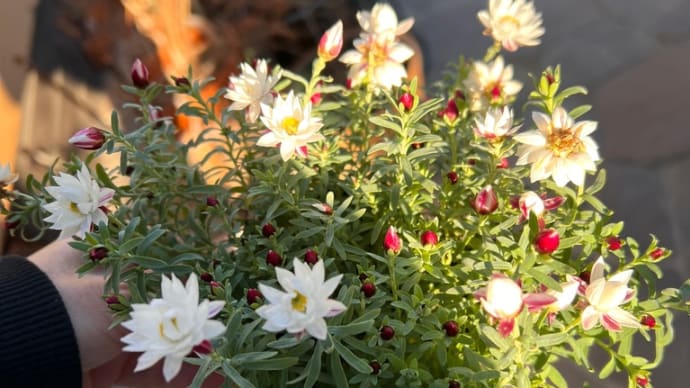 ペーパーカスケードを買う*花かんざしと似てる花*