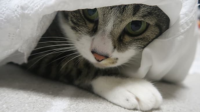 長襦袢で洒落込んで