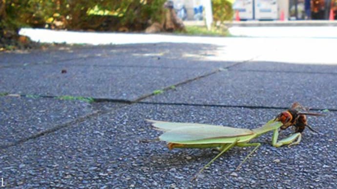 スズメバチ　カマキリを斬首