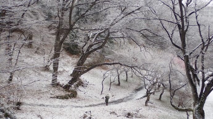 雪を被って