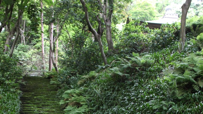 20220515 安国論寺と苔寺 08 Vario-Sonnar T* 28-85mm