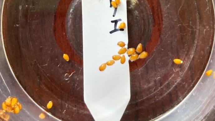パンジーとビオラの種播きから採種迄 5/