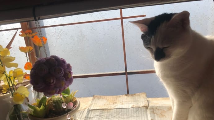 花台が キャットウォークに…