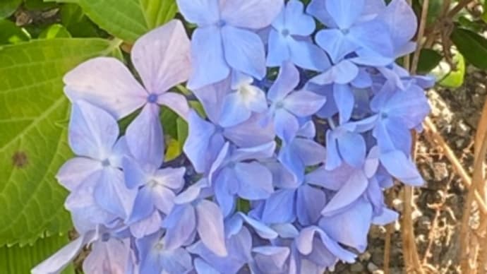 【恋はやさし野辺の花よ/ スッペ】