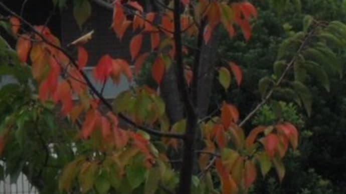 ハロウィンパーティ