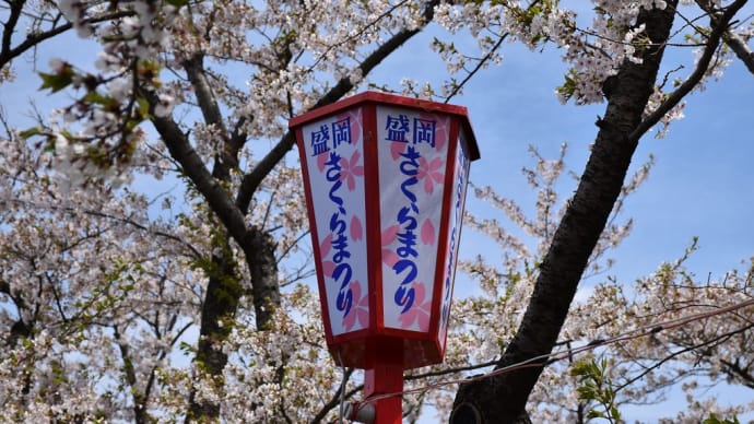 さくら狩り 岩手県盛岡市 盛岡さくらまつり2022 高松公園(2)さくら名所100選