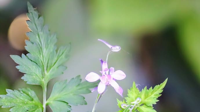 動物の名前の植物 漢字