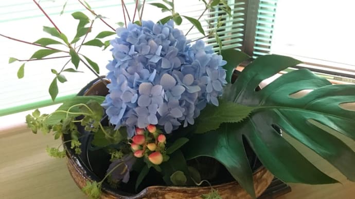 紫陽花がきれい
