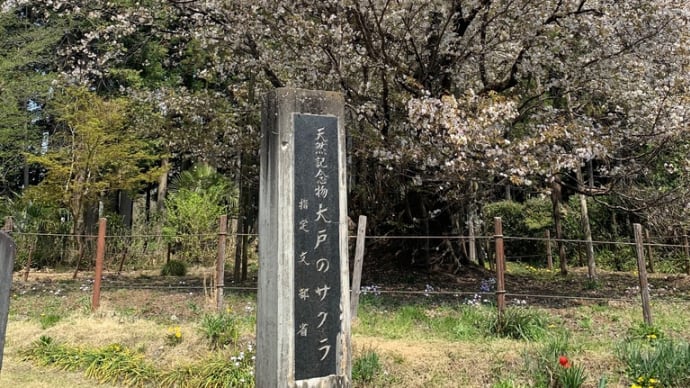 天然記念物 大戸の桜
