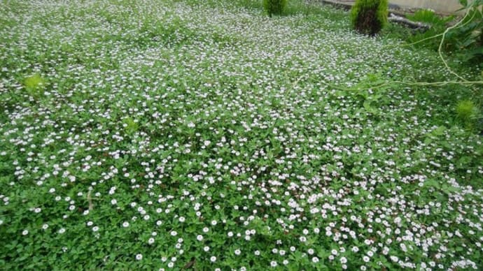 繁殖力抜群のあの草花の名前が分かったぞ!「ヒメイワダレソウ」というのか!!