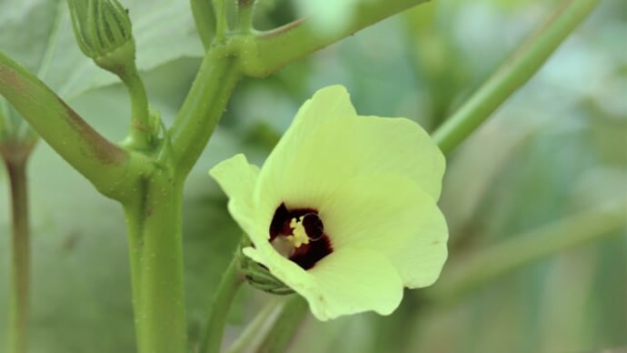 夏野菜が採れてます