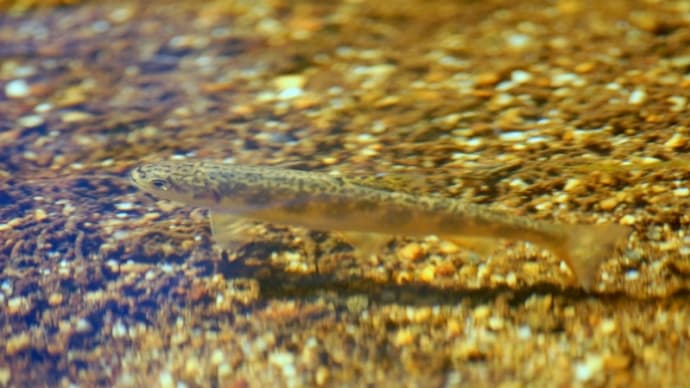 上高地の秋・・・上高地のお魚