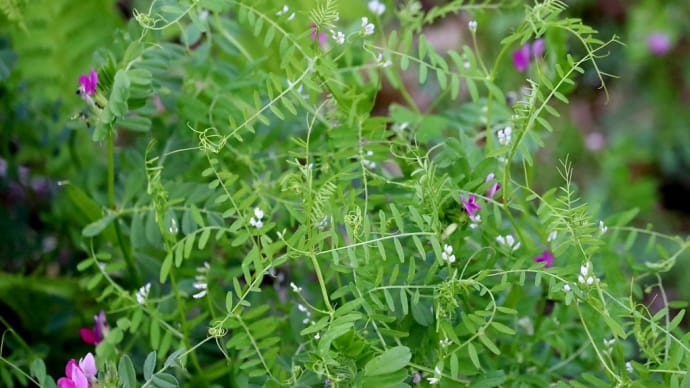 動物の名前の入った植物47種目、スズメノエンドウとキュリグサ。