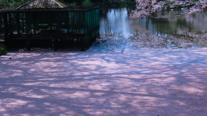 ●奥卯辰山健民公園　　満開のソメイヨシノ　　大池に桜の花筏　白鳥コロちゃん