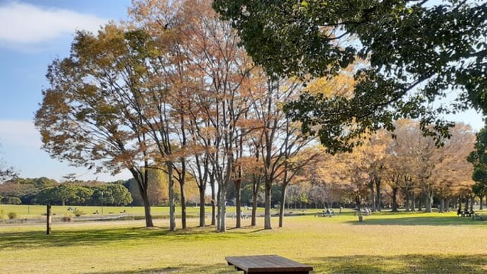 水元公園の黄葉/中央広場北